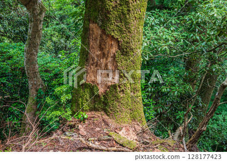 Forest scenery of Mt. Hiei, large tree with peeling bark, Otsu City, Shiga Prefecture 128177423