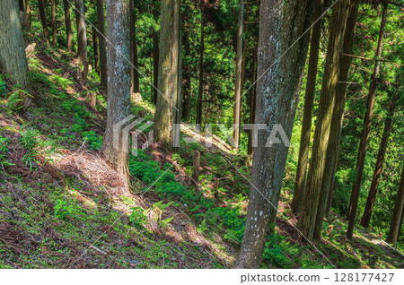 滋賀縣大津市比叡山的山林風光 滋賀縣大津市比叡山的山林風光 128177427