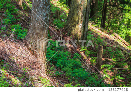 滋賀縣大津市比叡山的山林風光 滋賀縣大津市比叡山的山林風光 128177428