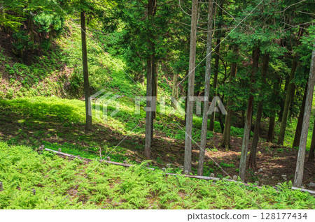 Mountain forest scenery of Mt. Hiei, Otsu City, Shiga Prefecture Mountain forest scenery of Mt. Hiei, Otsu City, Shiga Prefecture 128177434