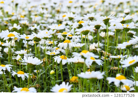 春天花壇裡盛開的白色瑪格麗特花 128177526