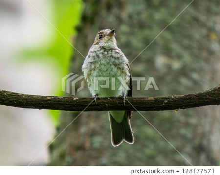 Close-up portrait of Spotted flycatcher chick in summer. Young spotted flycatcher or Muscicapa striata bird perched on branch. Spotted flycatcher is small passerine bird Close-up portrait of Spotted flycatcher chick in summer. Young spotted flycatcher or Muscicapa striata bird perched on branch. Spotted flycatcher is small passerine bird 128177571
