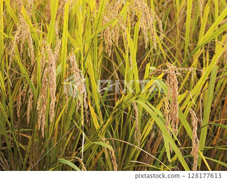 Rice field 128177613