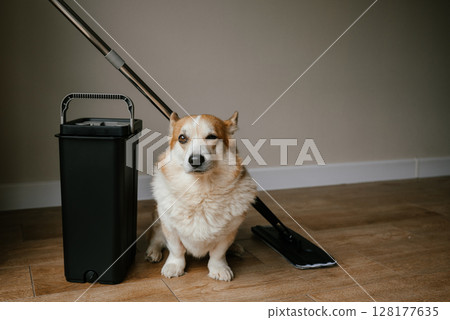 Corgi Dog with Mop and Bucket on Wooden Floor 128177635