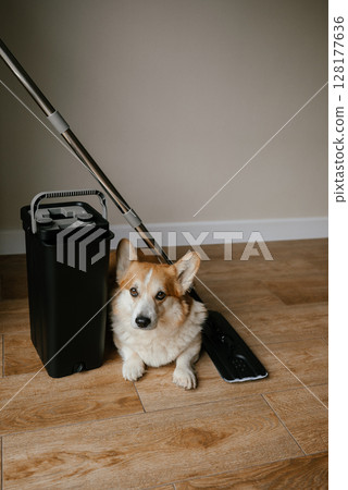 Corgi Dog with Mop and Bucket on Wooden Floor Corgi Dog with Mop and Bucket on Wooden Floor 128177636
