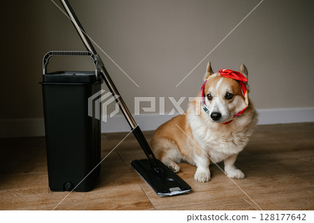 Corgi with Red Bandana Sitting by Cleaning Supplies Corgi with Red Bandana Sitting by Cleaning Supplies 128177642