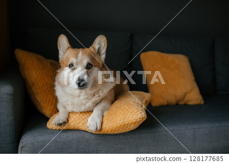 Corgi Resting on a Cozy Pillow Looking Relaxed Corgi Resting on a Cozy Pillow Looking Relaxed 128177685