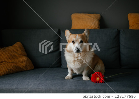 Corgi Relaxing on Couch with Red Flower Beside 128177686