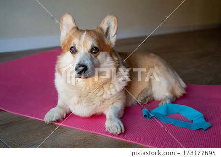 Cute corgi dog on a fitness mat with a fitness band at home 128177695