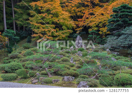 Photographing Koyasan Shingon sect Mantokuji Temple in Obama City, Fukui Prefecture, in the height of autumn foliage 128177755