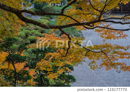 秋葉最盛時節，拍攝福井縣小濱市高野山真言宗萬德寺 128177770