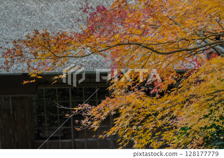 秋葉最盛時節，拍攝福井縣小濱市高野山真言宗萬德寺 128177779