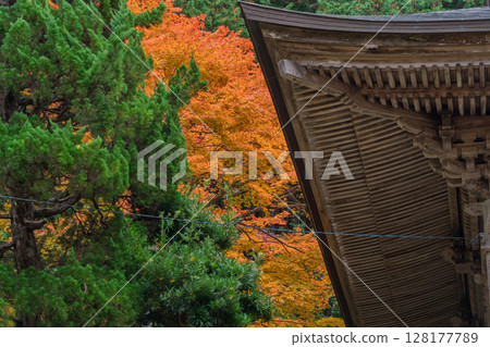 Photographing Koyasan Shingon sect Mantokuji Temple in Obama City, Fukui Prefecture, in the height of autumn foliage Photographing Koyasan Shingon sect Mantokuji Temple in Obama City, Fukui Prefecture, in the height of autumn foliage 128177789