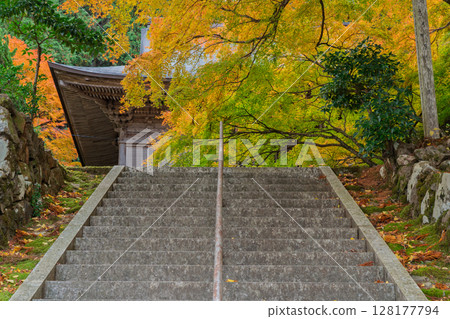 Photographing Koyasan Shingon sect Mantokuji Temple in Obama City, Fukui Prefecture, in the height of autumn foliage 128177794