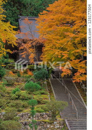 Photographing Koyasan Shingon sect Mantokuji Temple in Obama City, Fukui Prefecture, in the height of autumn foliage 128177804