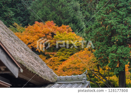 Photographing Koyasan Shingon sect Mantokuji Temple in Obama City, Fukui Prefecture, in the height of autumn foliage Photographing Koyasan Shingon sect Mantokuji Temple in Obama City, Fukui Prefecture, in the height of autumn foliage 128177808