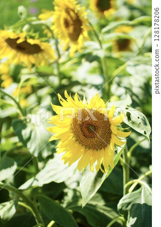 Sunflowers blooming vibrantly in the summer sunshine Sunflowers blooming vibrantly in the summer sunshine 128178206