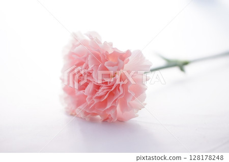 beautiful pink carnation 128178248