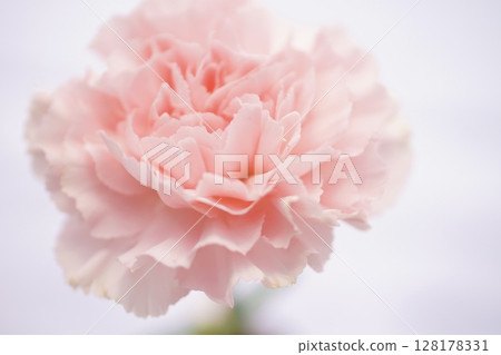 Carnation with a soft and fluffy atmosphere Carnation with a soft and fluffy atmosphere 128178331