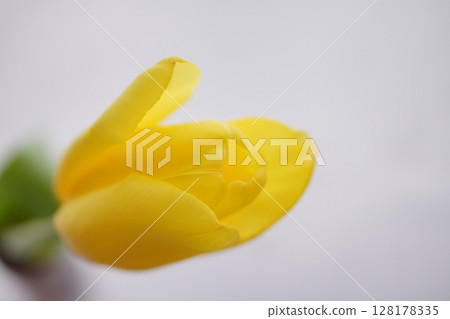 黃色鬱金香的特寫 黃色鬱金香的特寫 128178335