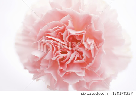 beautiful pink carnation 128178337