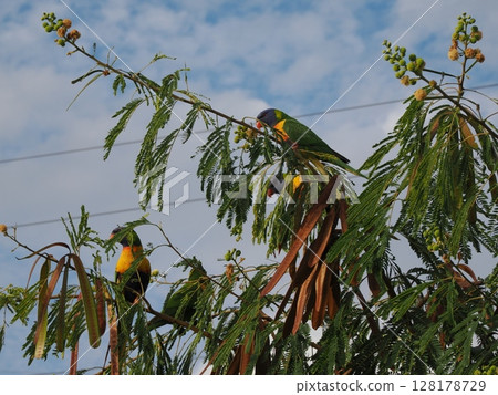 Rainbow Lorikeet's Afternoon - Between the Sky and Branches in Stuart 128178729