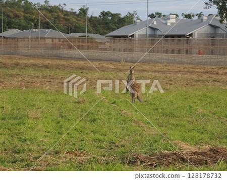 Behind the fence - a kangaroo in Stuart's grass 128178732