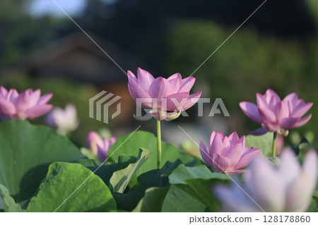 後樂園的蓮花（大賀蓮花） 128178860