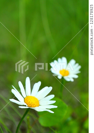 two daisies on green grass two daisies on green grass 128178925