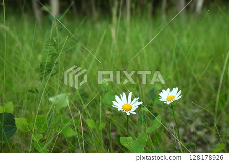 two daisies on green grass two daisies on green grass 128178926
