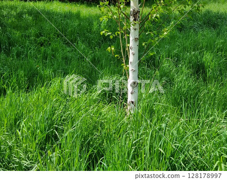 Green Grass And White Birch In The Forest 128178997