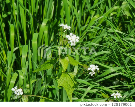 Beautiful botanical shot, natural wallpaper. Garlic mustard. Scientific name is Alliaria petiolata. 128179001