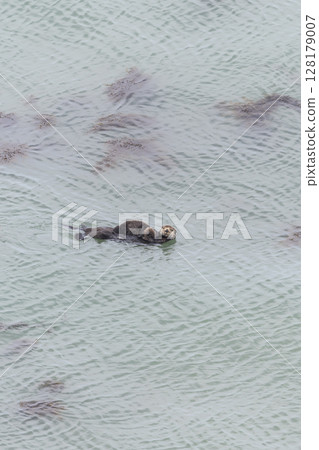 A mother and baby sea otter at Cape Kiritappu, Hokkaido 128179007