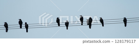 A crow perched on a power line 128179117