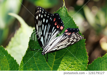 一隻紫色的蝴蝶停在一片葉子上 一隻紫色的蝴蝶停在一片葉子上 128179127