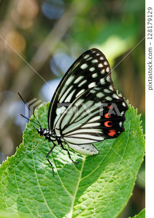 A purple butterfly resting on a leaf 128179129