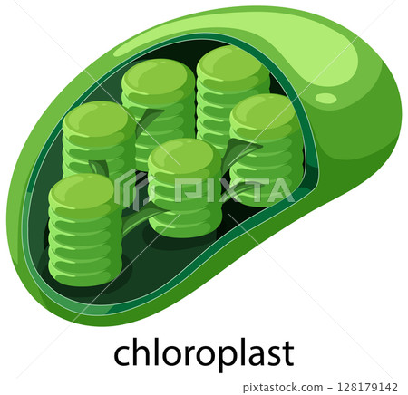 Detailed Vector Illustration of a Chloroplast 128179142