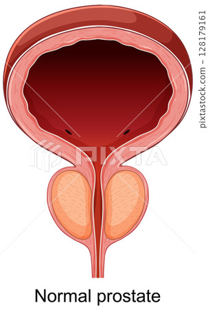 Detailed Medical Illustration of a Normal Prostate Detailed Medical Illustration of a Normal Prostate 128179161