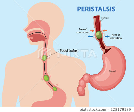 Human Digestive System Peristalsis Illustration 128179189