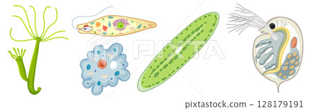 Colorful Vector Illustration of Microorganisms Colorful Vector Illustration of Microorganisms 128179191