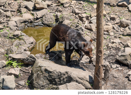 Kamchatka brown bear walking near a small pond on a hot summer day in Primorsky Krai, surrounded by rocks and dry ground under the blazing sun. Kamchatka brown bear walking near a small pond on a hot summer day in Primorsky Krai, surrounded by rocks and dry ground under the blazing sun. 128179226