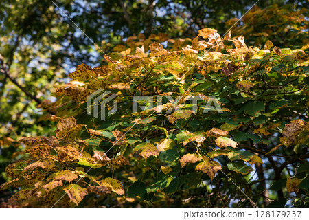 Golden autumn leaves of Amur linden (Tilia amurensis) create a warm and cozy background, reflecting the seasonal charm of the Russian Far East Golden autumn leaves of Amur linden (Tilia amurensis) create a warm and cozy background, reflecting the seasonal charm of the Russian Far East 128179237