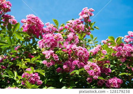 Pink Wartburg rambler rose blooming under clear summer sky. Vibrant flowers and green leaves create a lively and colorful garden scene in full sunlight. 128179238