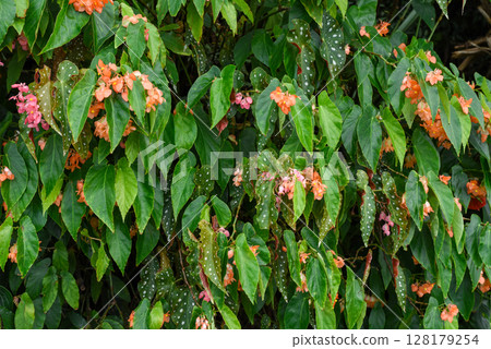Close-up of Begonia maculata with green leaves and white spots, featuring delicate orange and pink flowers. Lush botanical background with copy space 128179254