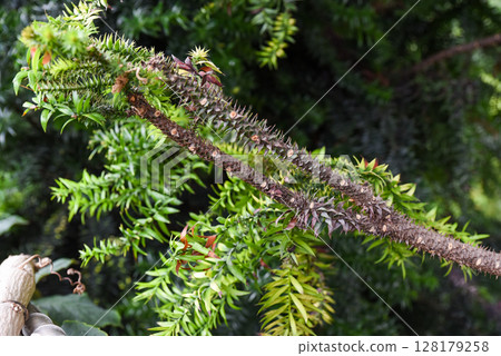 Close-up of spiky brown branches and green needle-like foliage of a monkey puzzle tree in a lush garden setting. 128179258