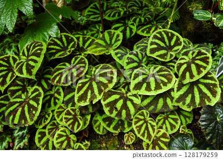 Close-up of Begonia masoniana, also called iron cross begonia, with striking green leaves marked by dark brown cross-like patterns, growing in dense foliage. Close-up of Begonia masoniana, also called iron cross begonia, with striking green leaves marked by dark brown cross-like patterns, growing in dense foliage. 128179259