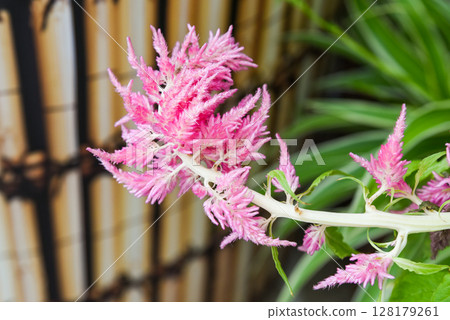 Bright pink feathery Celosia flowers on a pale stem, captured in close-up with a blurred bamboo and foliage background. 128179261