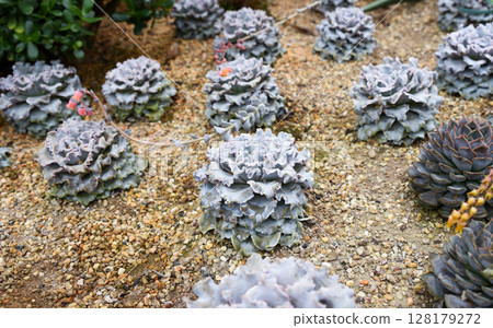 Echeveria shaviana with ruffled silvery leaves grows in sandy soil, forming a delicate and ornamental rosette in a desert garden setting. Echeveria shaviana with ruffled silvery leaves grows in sandy soil, forming a delicate and ornamental rosette in a desert garden setting. 128179272