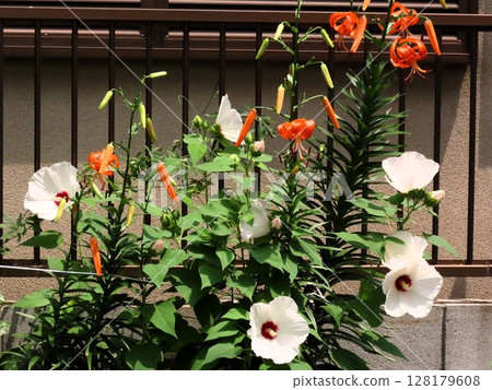 Early summer flowers: Dan's tiger lilies & Hibiscus monadelphus: canopy lilies 128179608