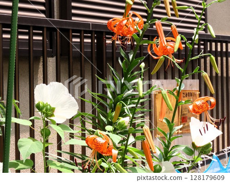 Early summer flowers: Dan's tiger lilies & Hibiscus monadelphus: canopy lilies 128179609